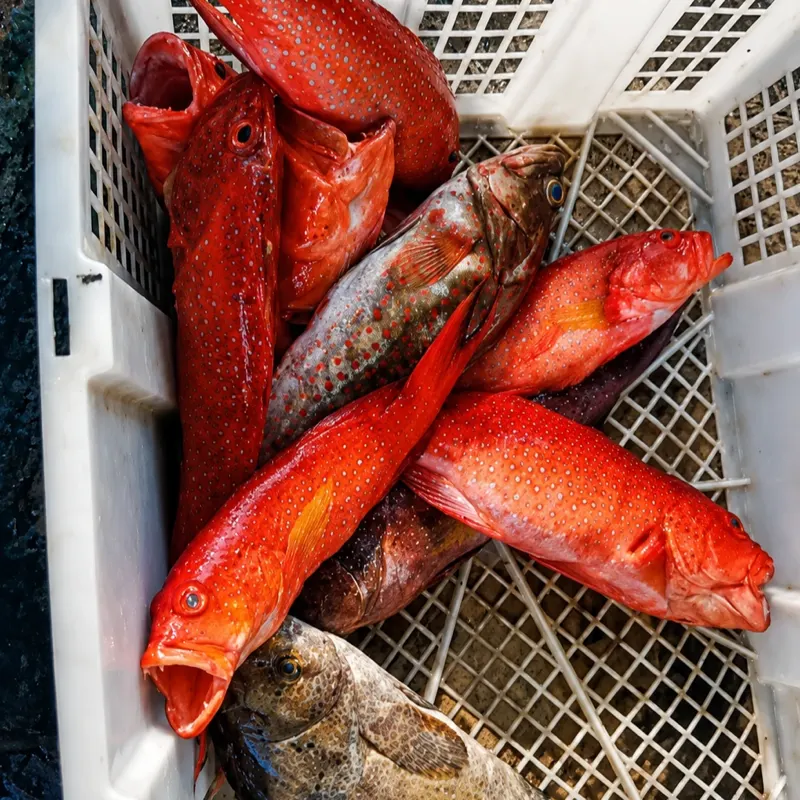 Red Grouper